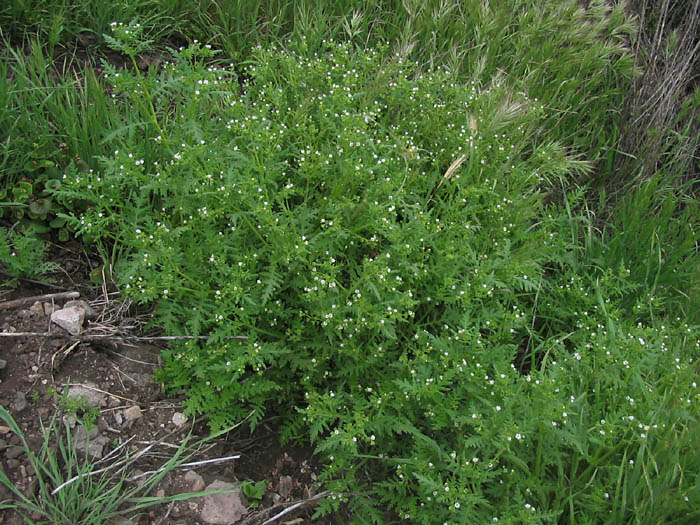 Detailed Picture 6 of Eucrypta chrysanthemifolia var. chrysanthemifolia