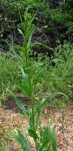 Detailed Picture 4 of Caulanthus lasiophyllus