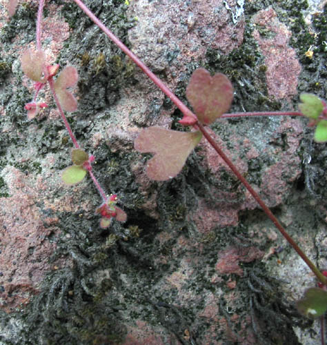 Detailed Picture 4 of Pterostegia drymarioides