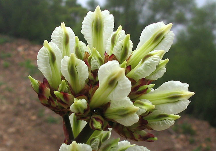 Detailed Picture 5 of Ehrendorferia ochroleuca