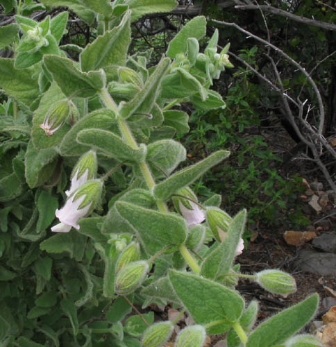 Detailed Picture 4 of Lepechinia fragrans