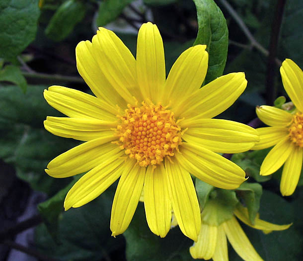 Detailed Picture 2 of Venegasia carpesioides