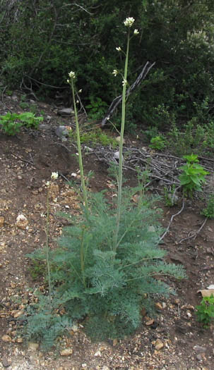 Detailed Picture 6 of Ehrendorferia ochroleuca