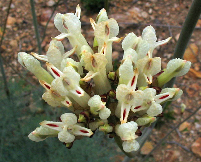 Detailed Picture 4 of Ehrendorferia ochroleuca