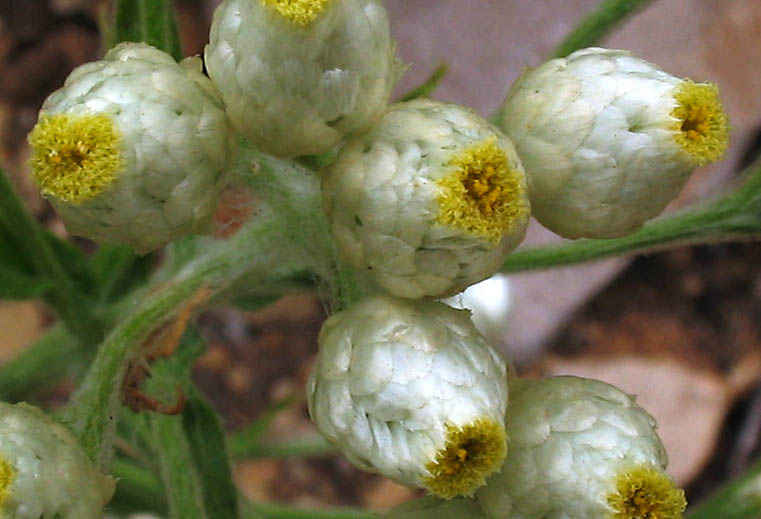 Detailed Picture 1 of Pseudognaphalium californicum