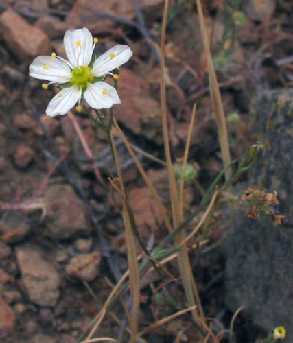 Detailed Picture 5 of Sabulina douglasii