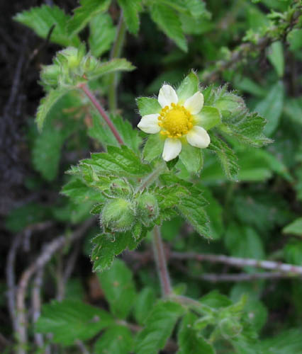 Detailed Picture 3 of Drymocallis glandulosa ssp. wrangelliana