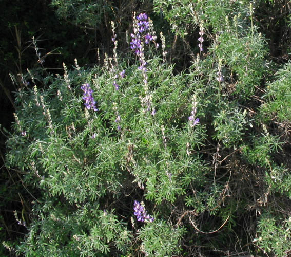 Detailed Picture 4 of Lupinus longifolius