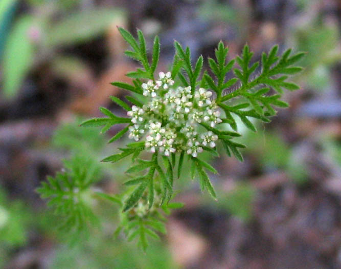 Detailed Picture 3 of Daucus pusillus