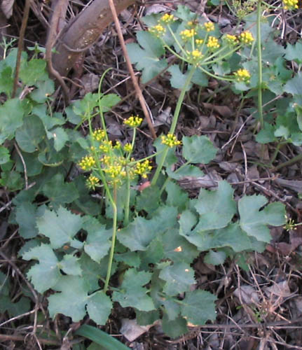 Detailed Picture 4 of Lomatium lucidum