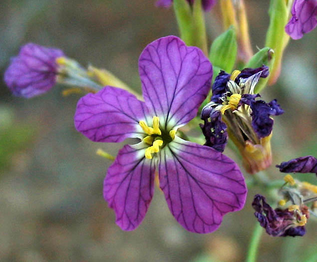 Detailed Picture 1 of Raphanus sativus