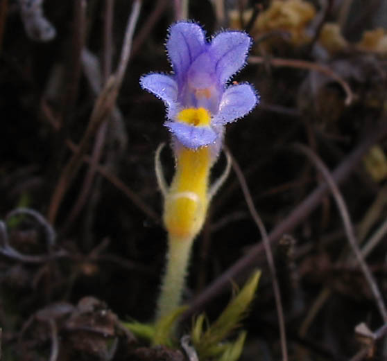 Detailed Picture 3 of Aphyllon purpureum