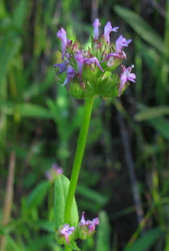 Detailed Picture 4 of Plectritis ciliosa