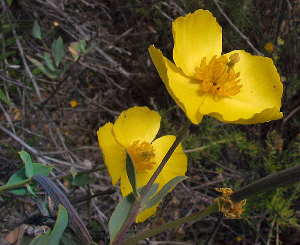 Detailed Picture 1 of Dendromecon rigida