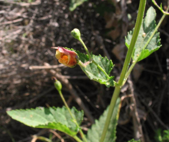 Detailed Picture 3 of Scrophularia californica