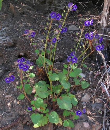 Detailed Picture 4 of Phacelia parryi