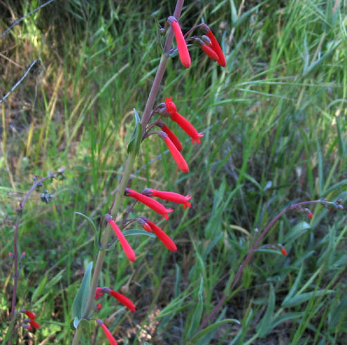 Detailed Picture 3 of Penstemon centranthifolius