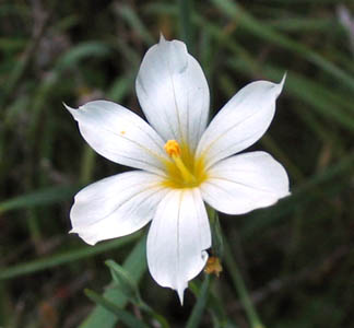 Detailed Picture 7 of Sisyrinchium bellum