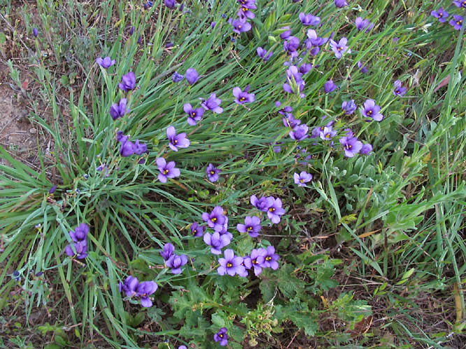 Detailed Picture 6 of Sisyrinchium bellum