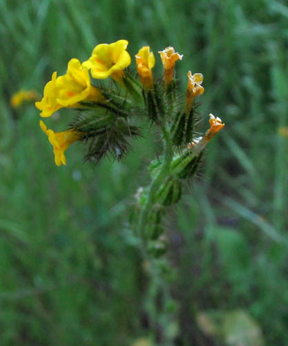 Detailed Picture 2 of Amsinckia intermedia