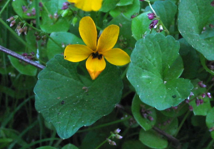 Detailed Picture 2 of Viola pedunculata