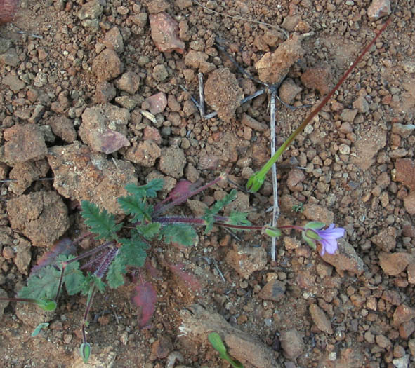 Detailed Picture 3 of Erodium botrys