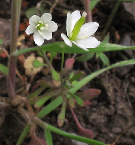 Detailed Picture 2 of Meconella denticulata