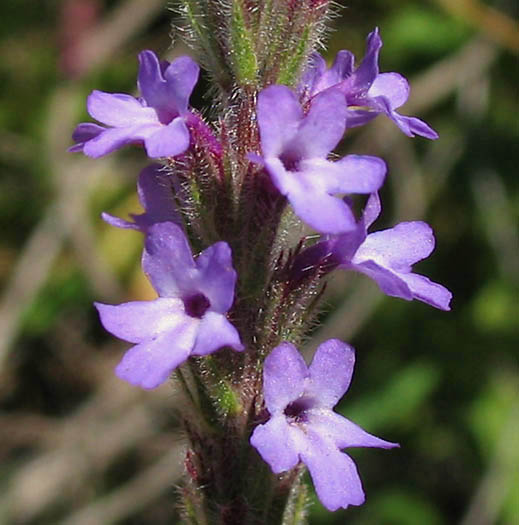 Detailed Picture 2 of Verbena lasiostachys var. scabrida