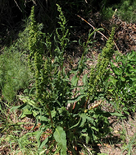 Detailed Picture 6 of Rumex crispus