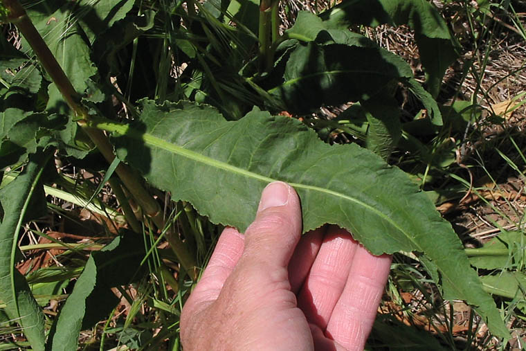 Detailed Picture 7 of Rumex crispus