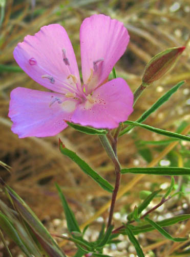 Detailed Picture 4 of Clarkia bottae