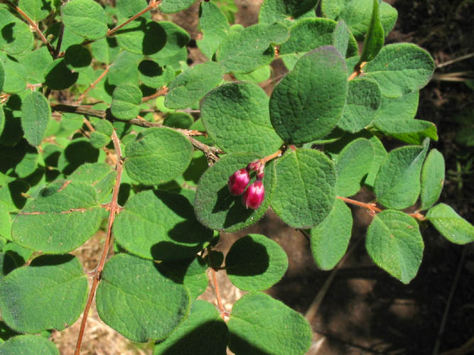 Detailed Picture 4 of Symphoricarpos mollis