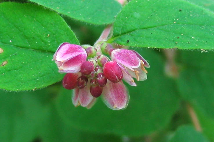 Detailed Picture 3 of Symphoricarpos mollis