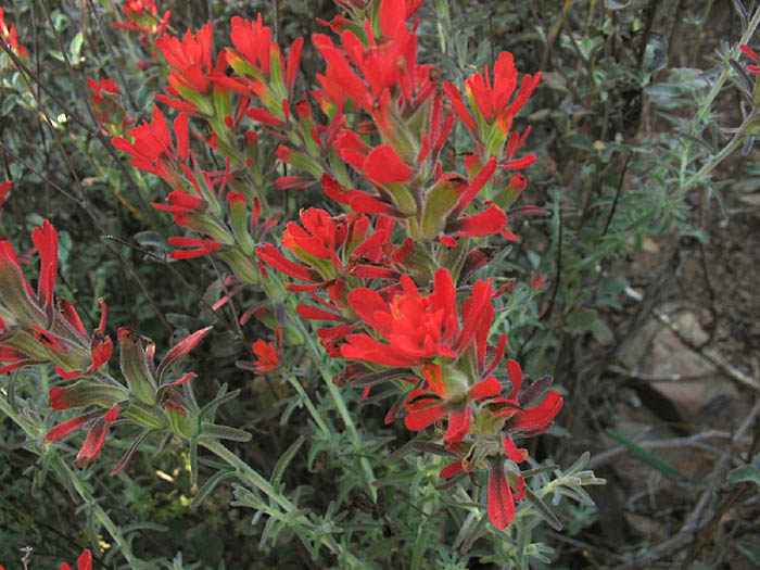 Detailed Picture 4 of Castilleja foliolosa