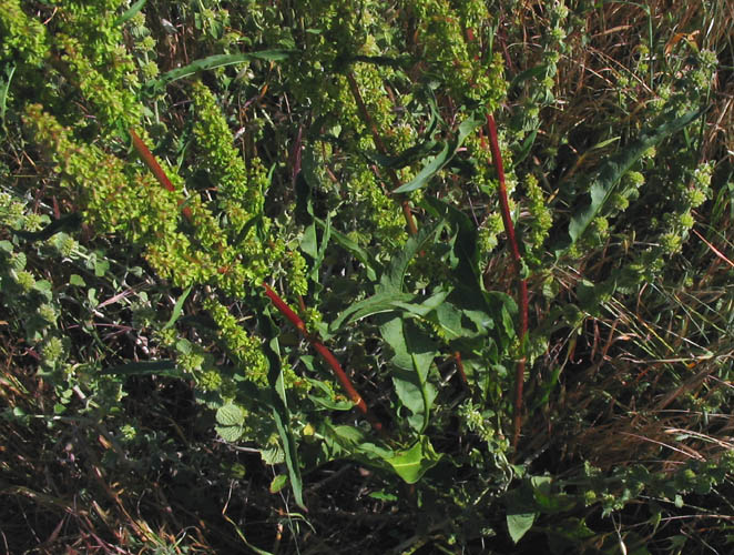 Detailed Picture 5 of Rumex crispus