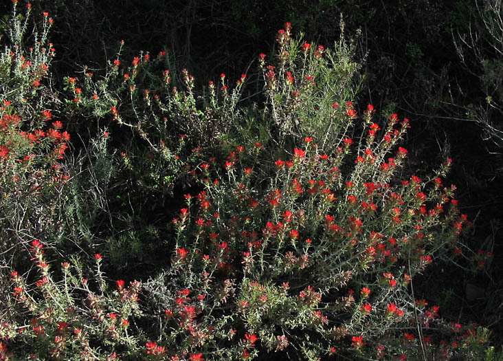 Detailed Picture 5 of Castilleja foliolosa