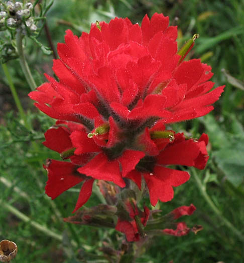 Detailed Picture 1 of Castilleja affinis ssp. affinis