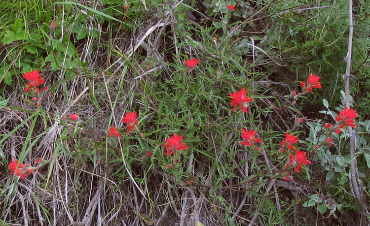 Detailed Picture 6 of Castilleja affinis ssp. affinis