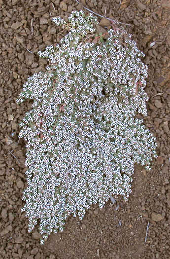 Detailed Picture 1 of Euphorbia polycarpa