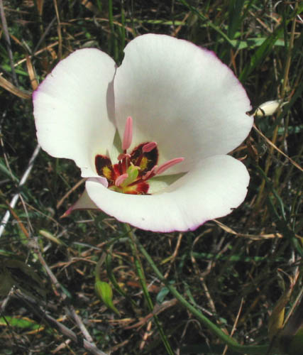 Detailed Picture 2 of Calochortus catalinae