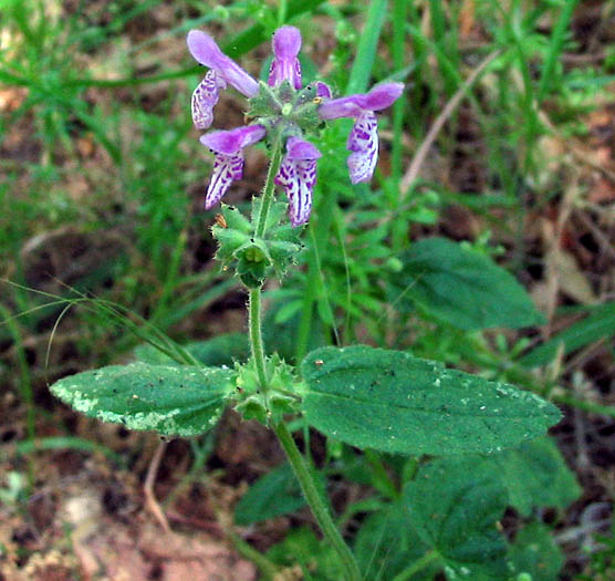 Detailed Picture 4 of Stachys bullata