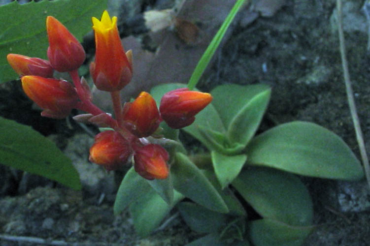 Detailed Picture 3 of Dudleya lanceolata