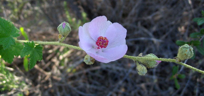 Detailed Picture 3 of Malacothamnus fasciculatus var. laxiflorus