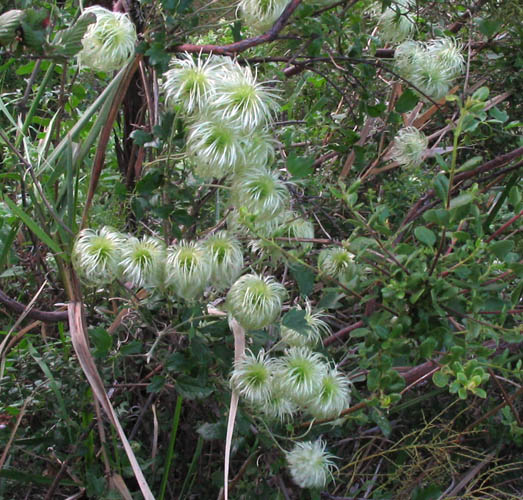 Detailed Picture 7 of Clematis lasiantha