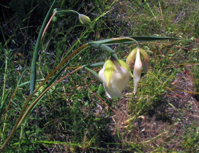 Detailed Picture 2 of Calochortus albus