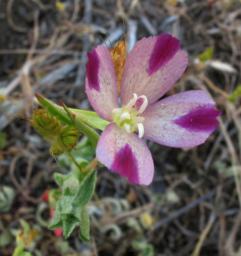 Detailed Picture 1 of Clarkia purpurea ssp. quadrivulnera