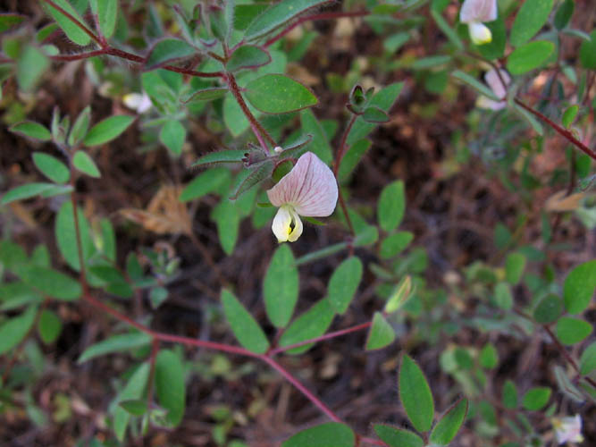 Detailed Picture 3 of Acmispon americanus var. americanus