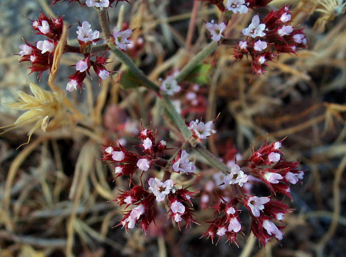 Detailed Picture 3 of Chorizanthe staticoides