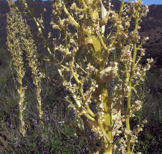 Detailed Picture 6 of Nolina cismontana