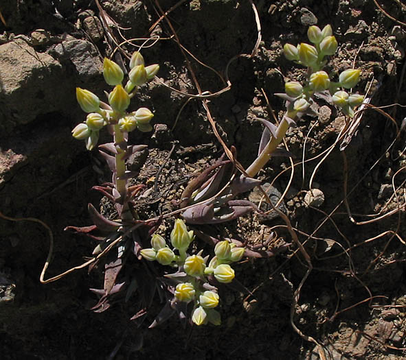 Detailed Picture 3 of Dudleya cymosa ssp. agourensis